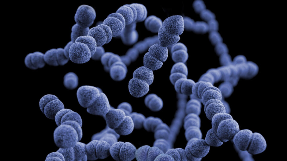 Bactérias: classificação, características e mais!