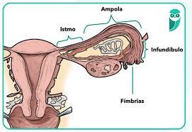 Tuba uterina: O Sistema Reprodutor Feminino! | Blog do Estratégia MED