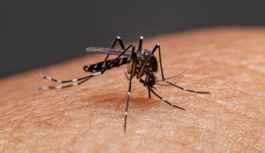 genótipo do vírus da dengue