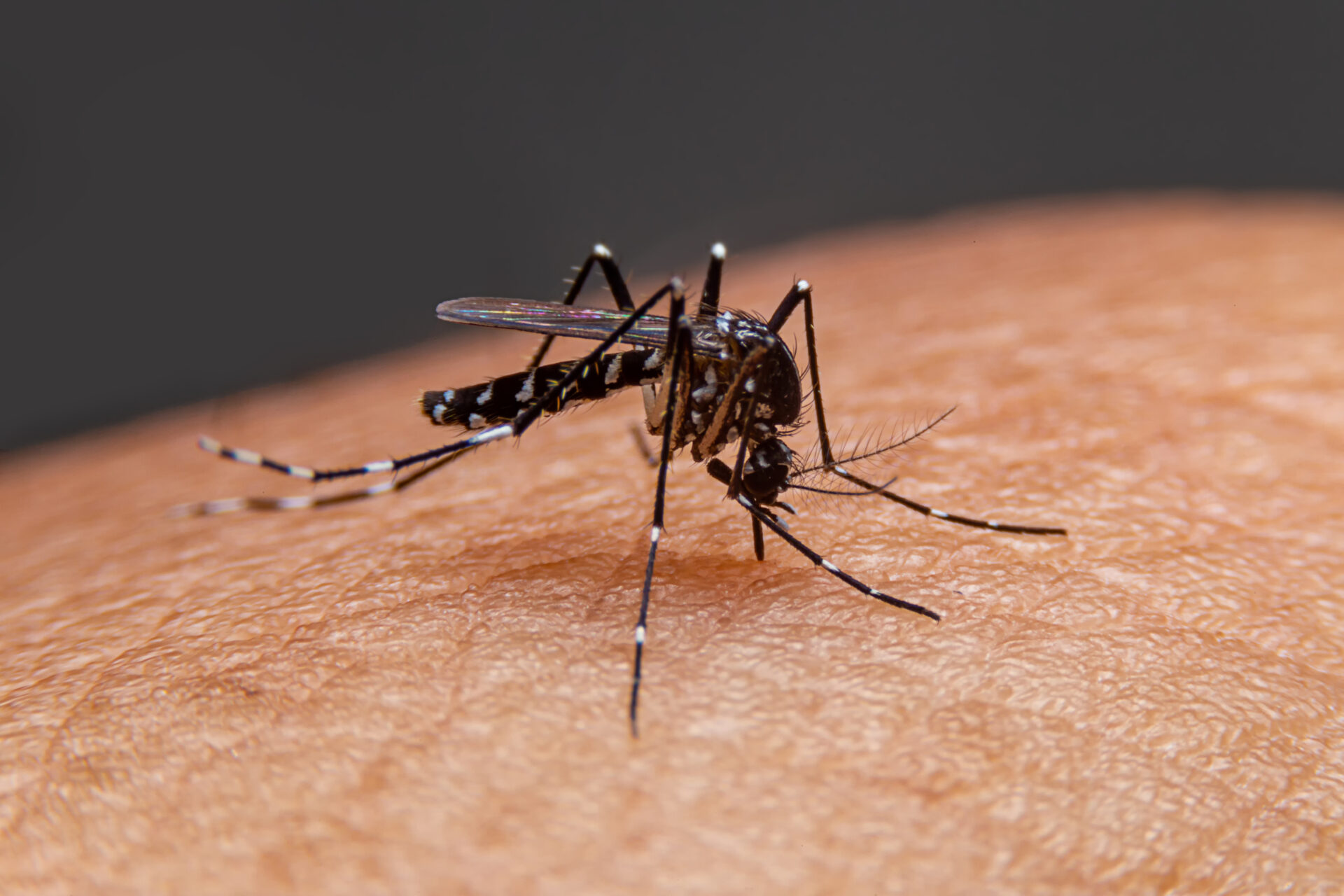 Novo genótipo do vírus da dengue é detectado no Brasil