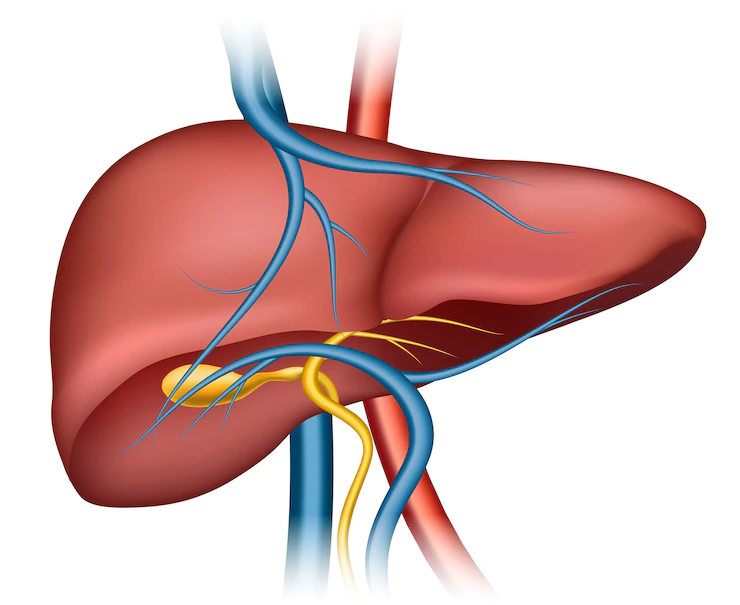 ResuMED de introdução à hepatologia: anatomia do fígado, funções, doenças e mais!
