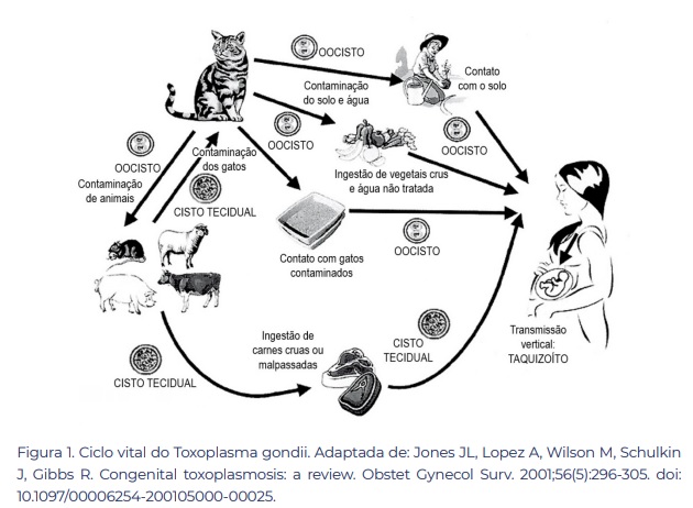 Imagem do ciclo vital do Toxoplasma Gondii. Desde quando o gato se contamina, até a transmissão vertical de mãe para filho