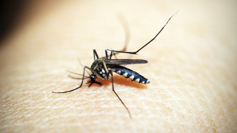 Resumo sobre a dengue hemorrágica: diagnóstico, tratamento e mais!