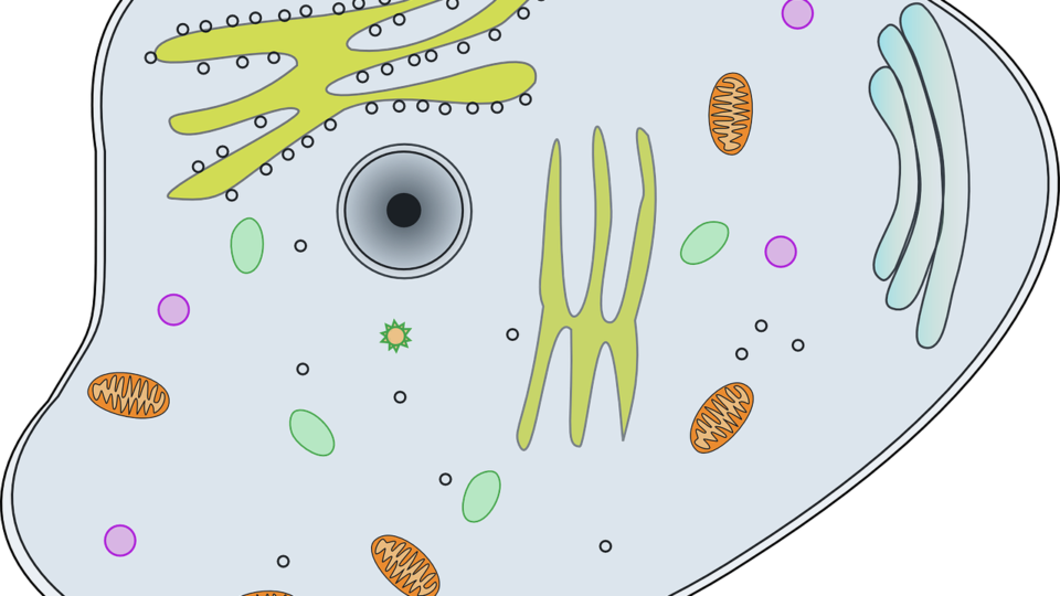Resumo de membrana plasmática: composição, funções e mais!