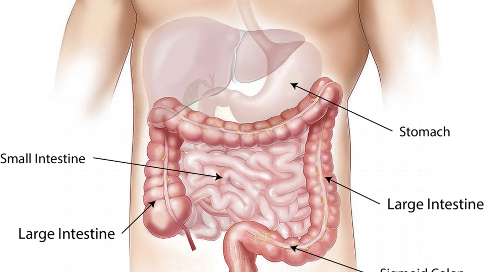 Resumo de intestino delgado: anatomia, fisiologia e mais!