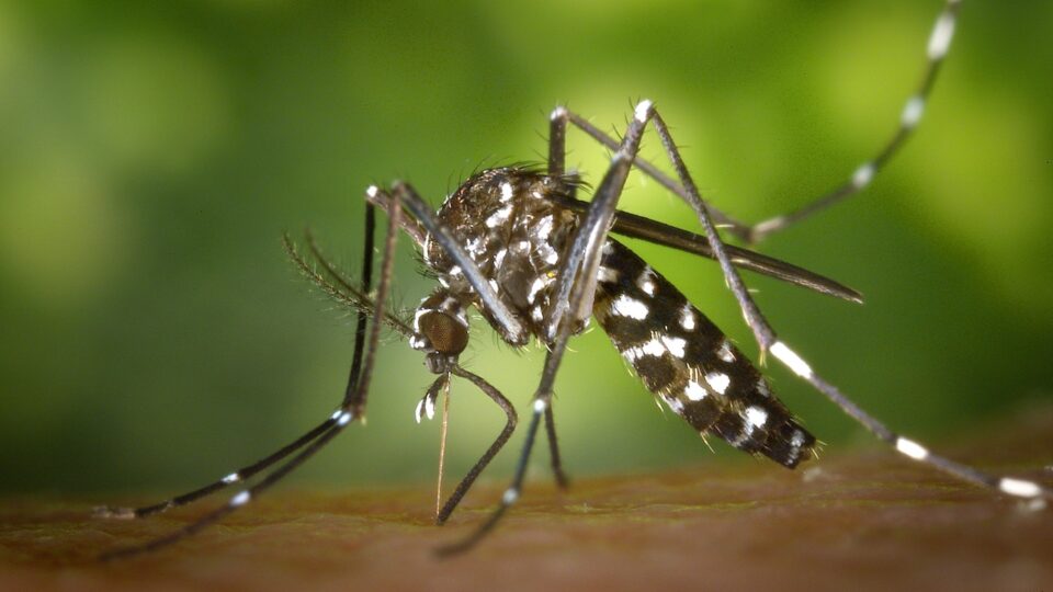 Resumo de chikungunya: diagnóstico, tratamento e mais!
