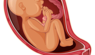 Bebê dentro do útero