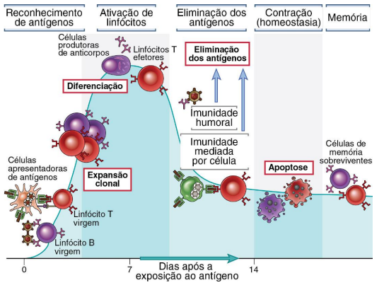 Representação do funcionamento da imunidade adaptativa