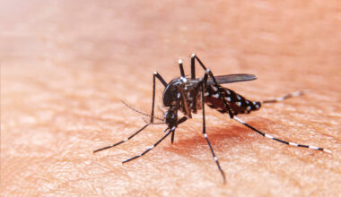 Imagem de mosquito da dengue pousado sobre a pele