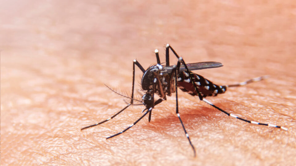 5 questões sobre Dengue que já caíram nas provas