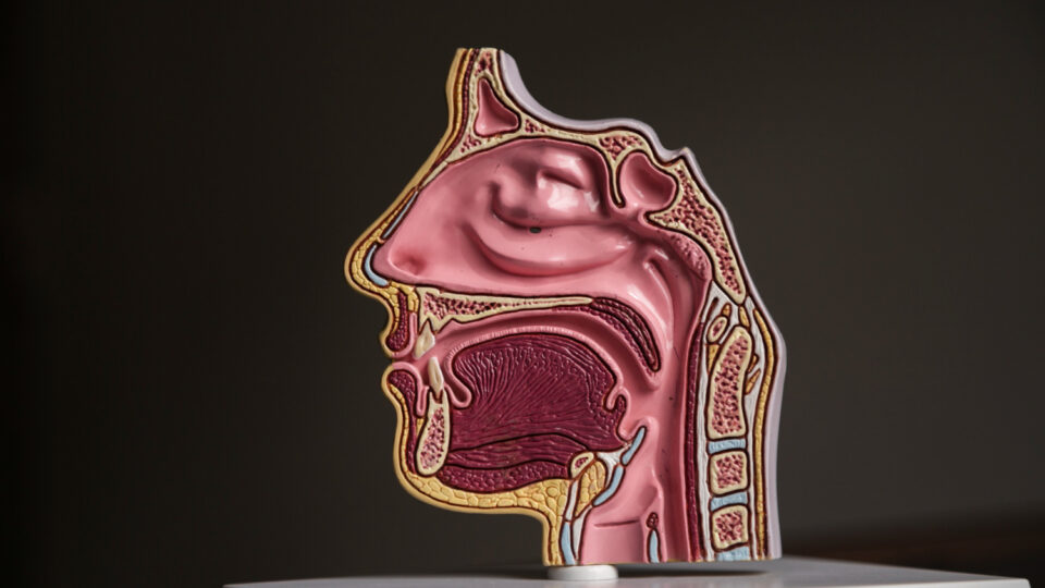 Resumo sobre Glândulas Salivares: anatomia, função e mais!