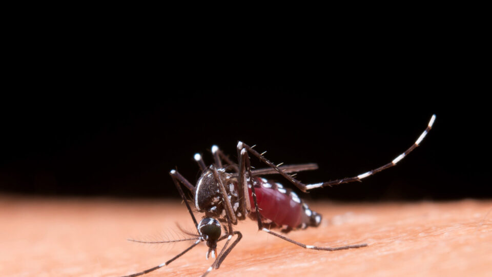 Caso Clínico de Dengue: diagnóstico, tratamento e mais!