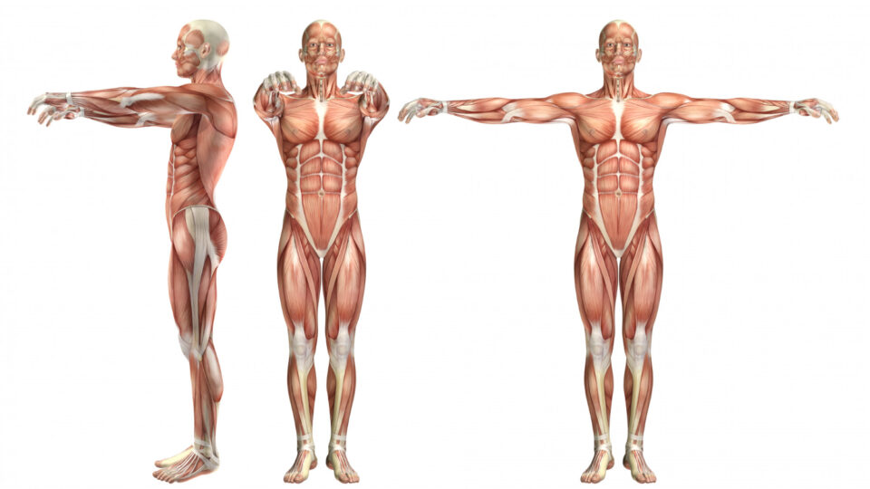 Resumo sobre Sistema Muscular: definição, classificação e mais!