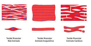 Tipos de fibras musculares