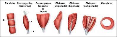 Tipos de disposição das fibras musculares
