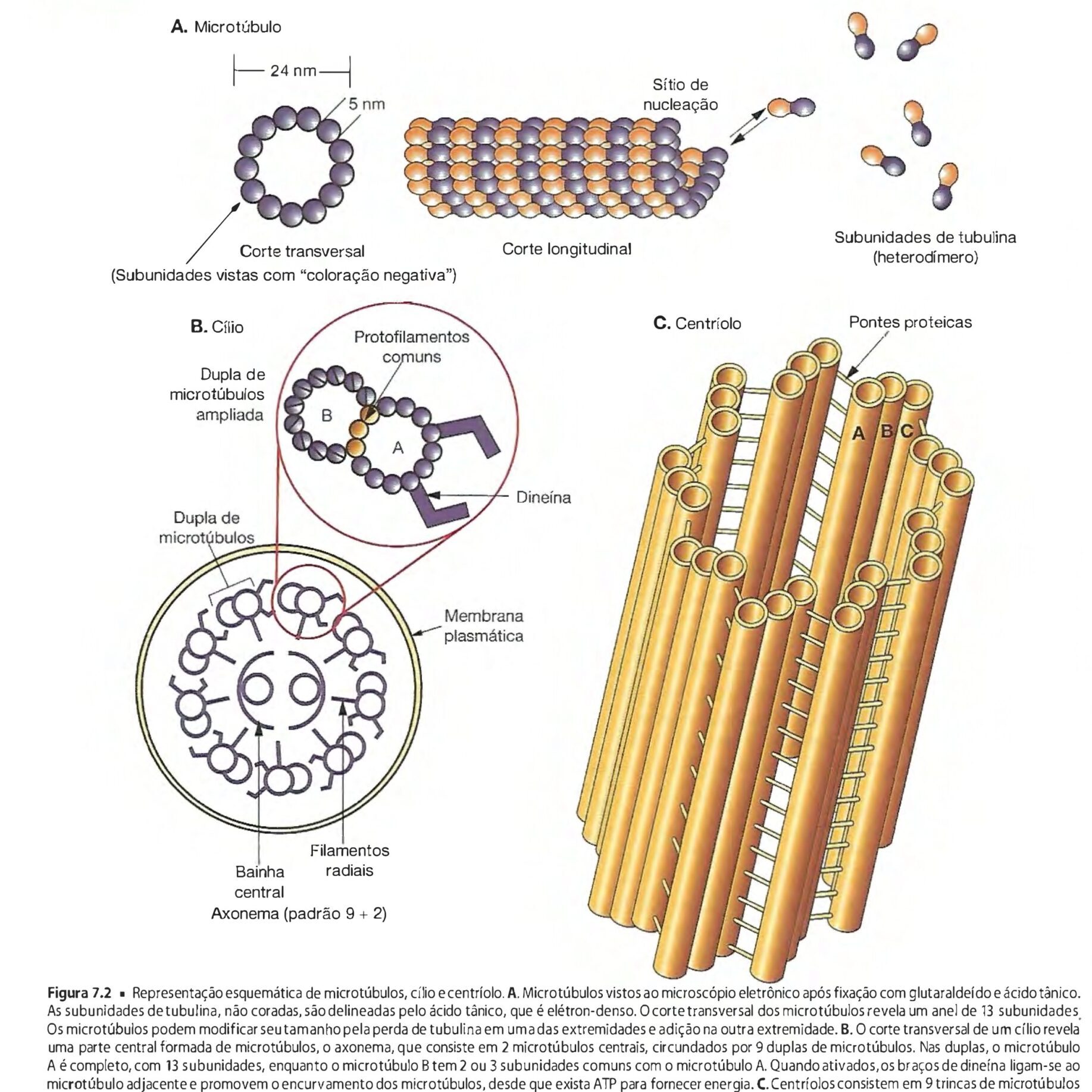 Formação dos centríolos e microtúbulos