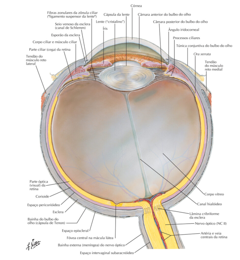 Visão anatômica do olho humano