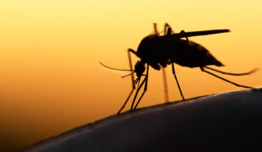 Novo tratamento da malária para crianças é anunciado pelo Ministério da Saúde